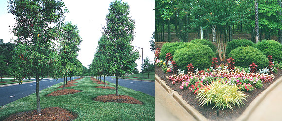 Comercial Landscape Construction Trees Flower Charlotte North Carolina