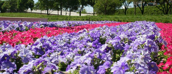 Floral Culture