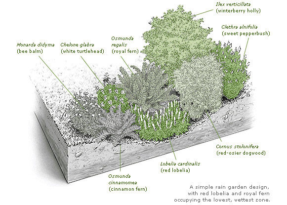 Rain Garden 
