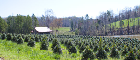 North American's Tree Farm - Pictures By Calvin Bryant