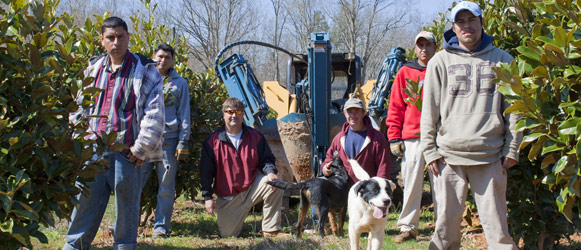North American's Tree Farm - Pictures By Calvin Bryant