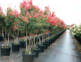 treeFarm