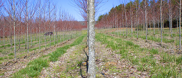 Tree Farm North American Lawn and Landscape York South Carolina. Pictures By CalvinBryant.com